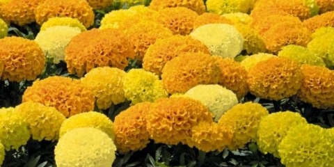 Kada saditi neven za sadnice